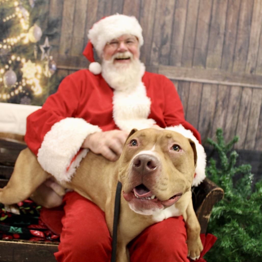 Enlarge Josh, a Adoptable Mixed Breed in Vineland, NJ image 4/5