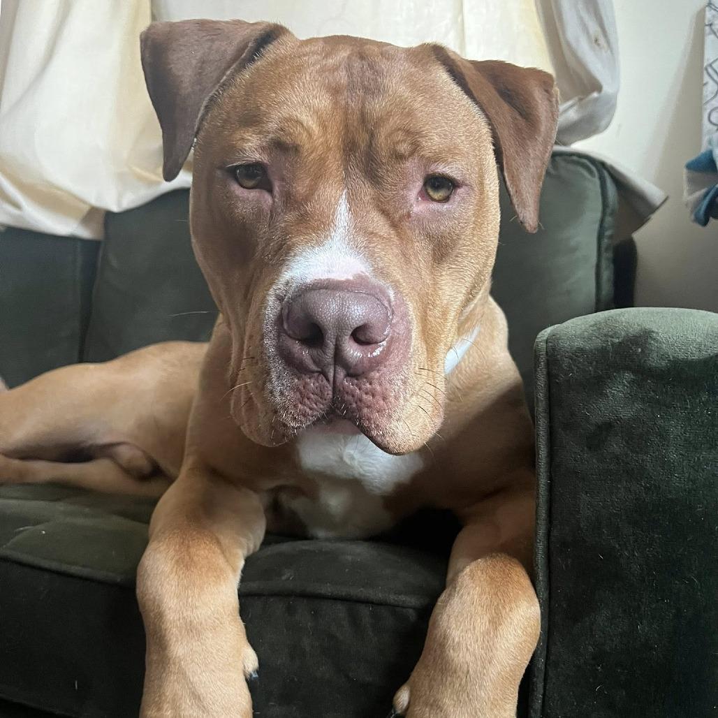 Enlarge Josh, a Adoptable Mixed Breed in Vineland, NJ image 5/5