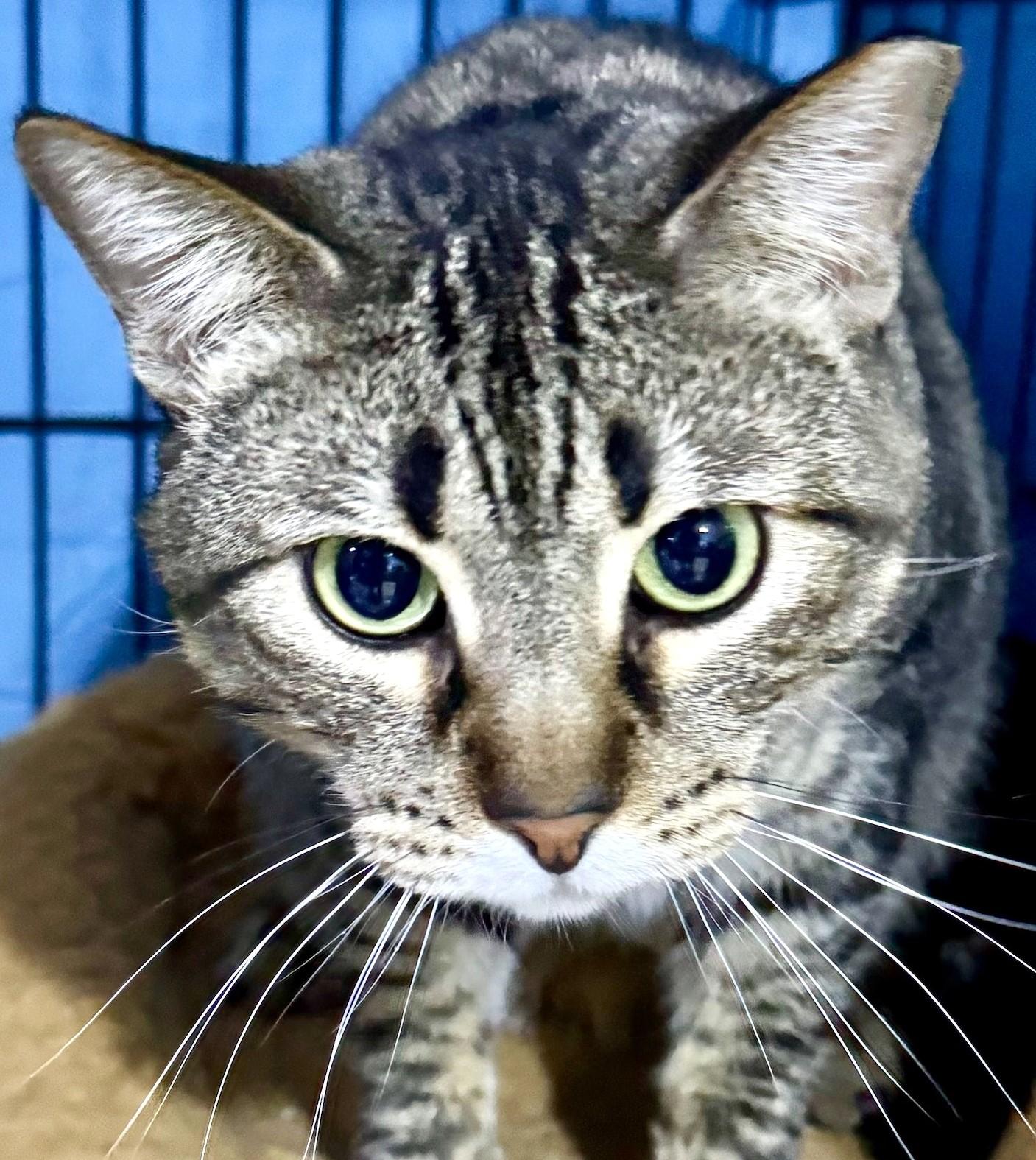 Rogue, Adoptable, Young Male Domestic Short Hair.