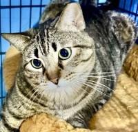 Enlarge Rogue, a Adoptable Domestic Short Hair in Casa Grande, AZ image 2/2