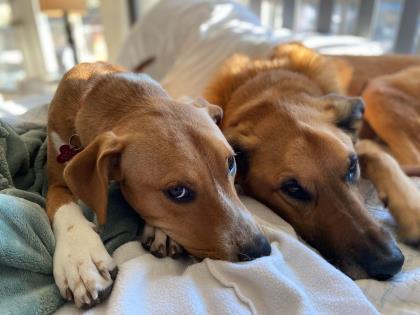 Enlarge Lady Gaga, a Adoptable mixed breed in Fort Worth, TX image 3/4