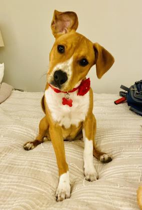 Enlarge Lady Gaga, a Adoptable mixed breed in Fort Worth, TX image 2/3