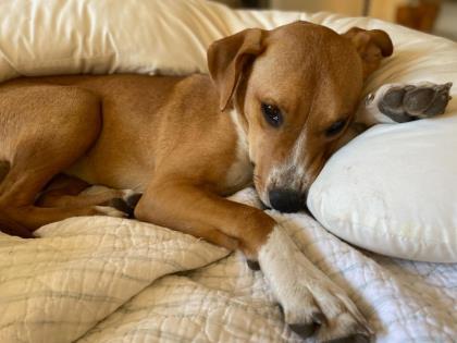 Lady Gaga, a Adoptable mixed breed in Fort Worth, TX image 3/3