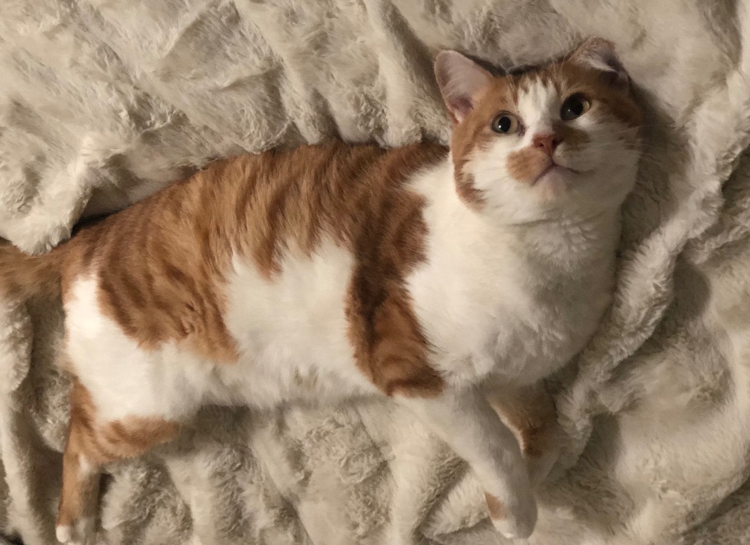 Tigger, a Adoptable Domestic Short Hair in Sherman Oaks, CA image 2/6