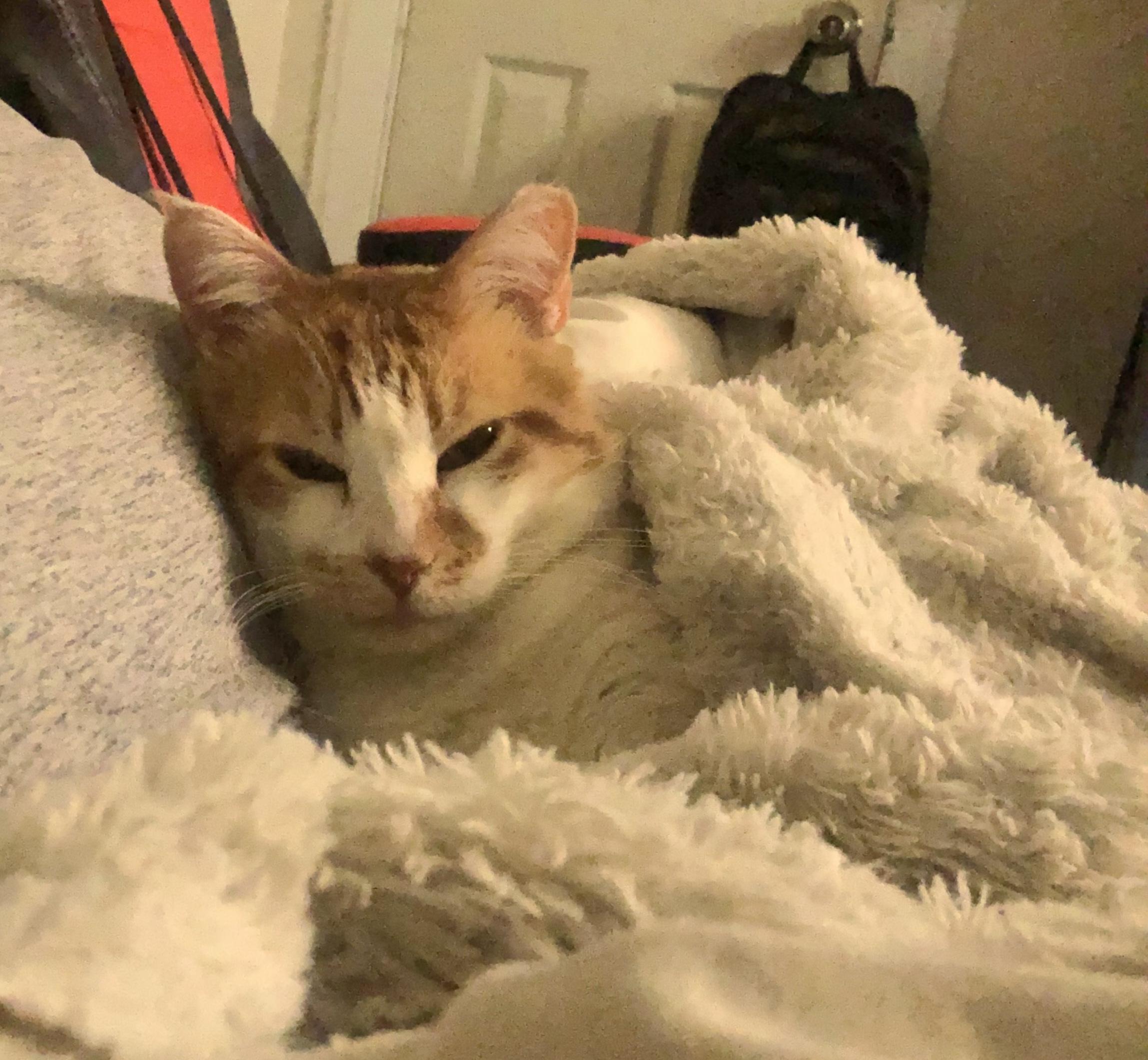 Tigger, a Adoptable Domestic Short Hair in Sherman Oaks, CA image 2/6