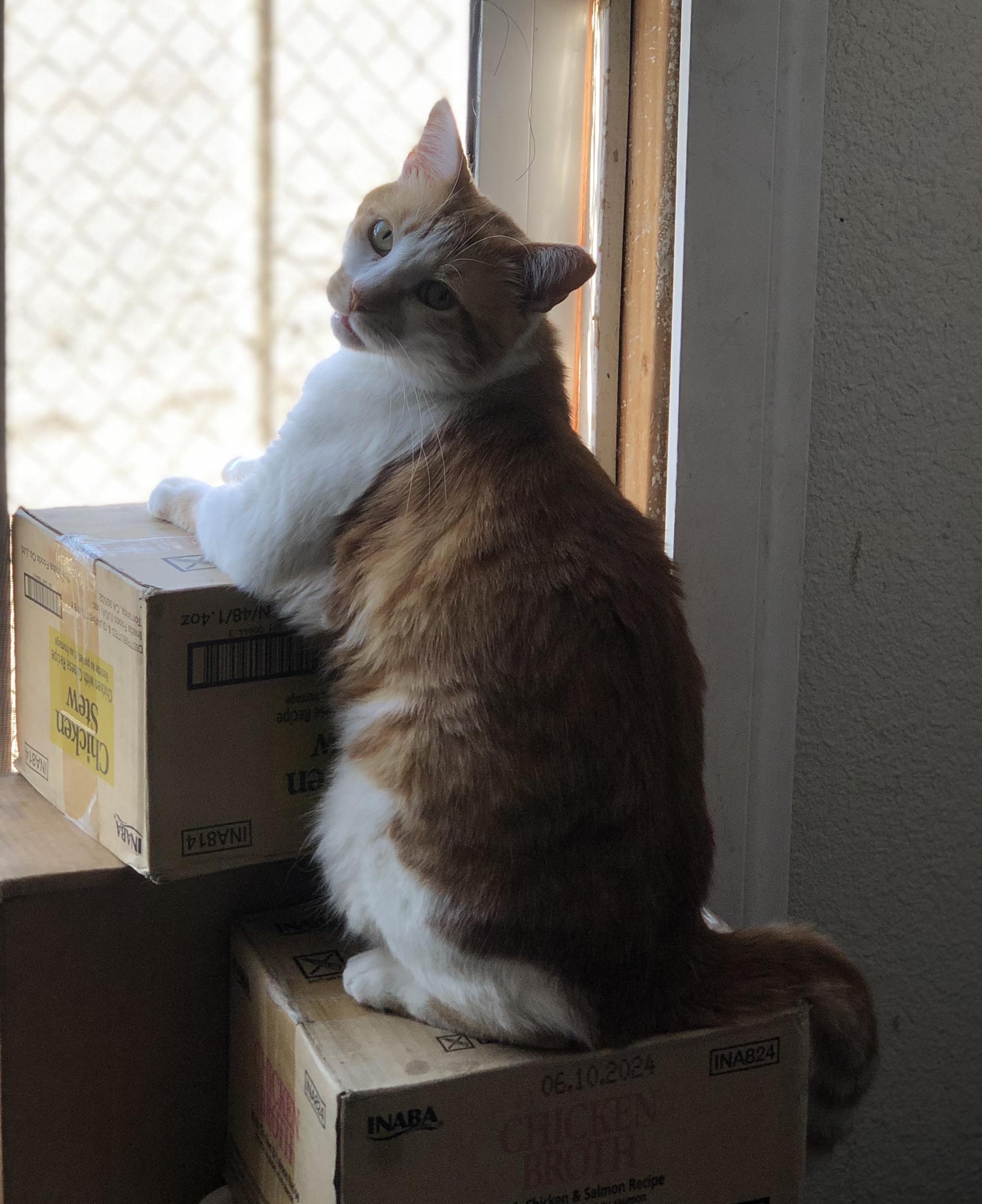 Tigger, Adoptable, Adult Male Domestic Short Hair.