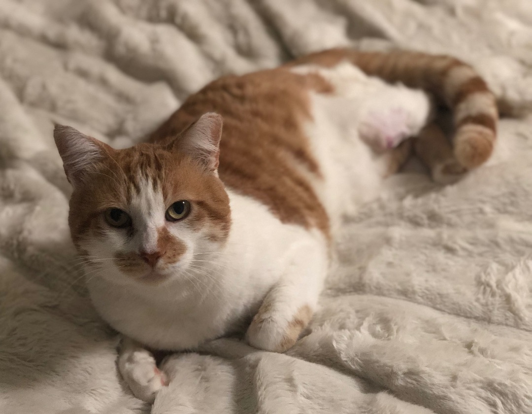 Tigger, a Adoptable Domestic Short Hair in Sherman Oaks, CA image 1/6