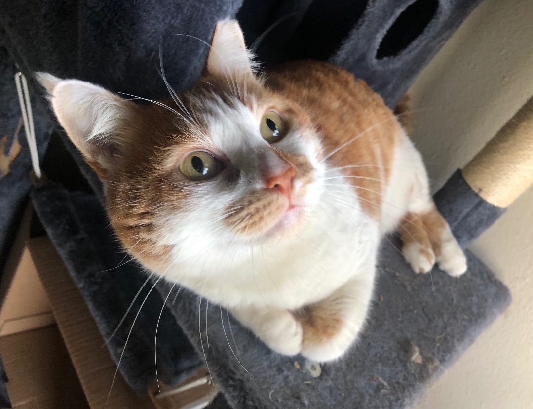 Tigger, a Adoptable Domestic Short Hair in Sherman Oaks, CA image 5/6