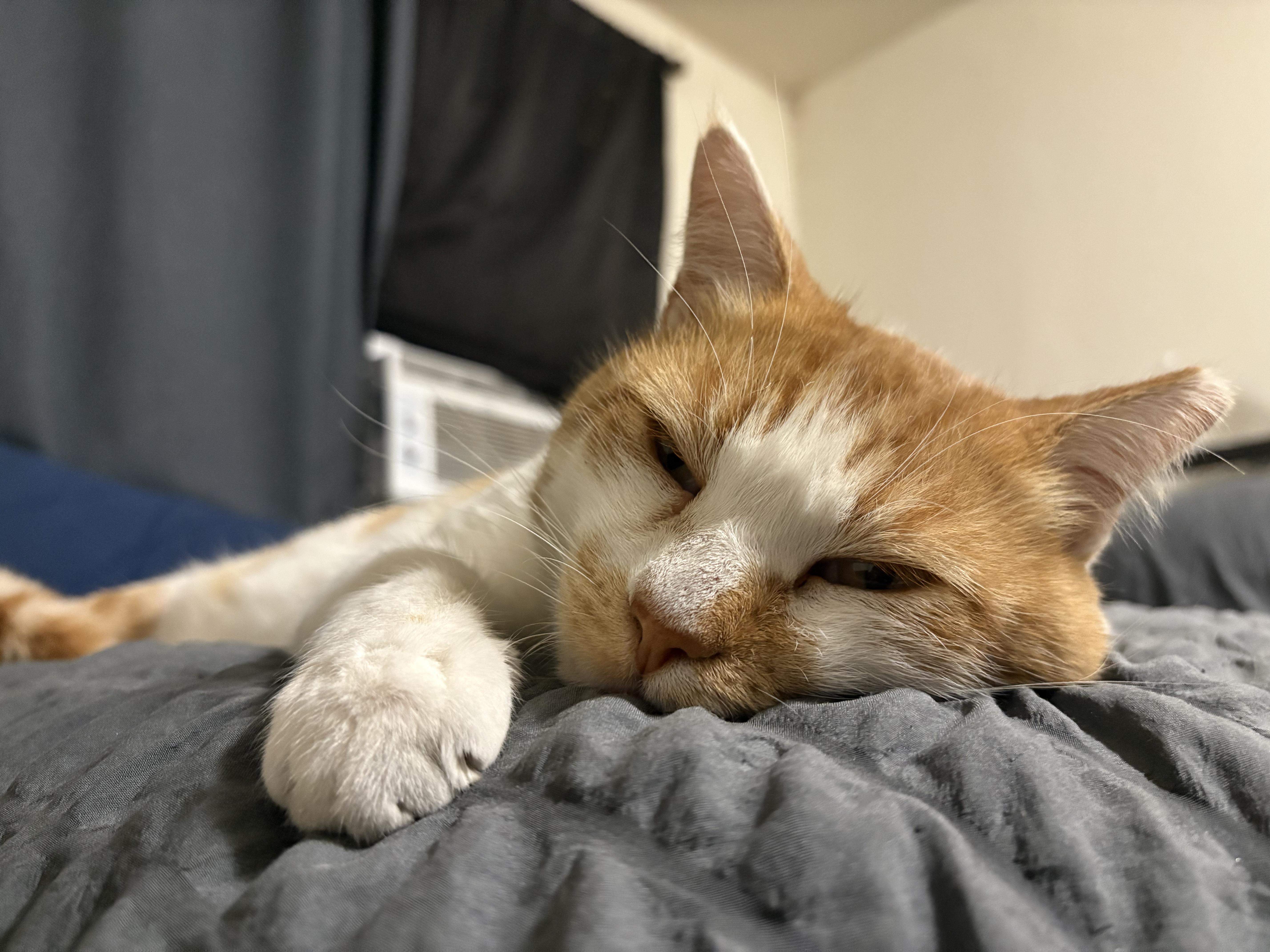 Tigger, a Adoptable Domestic Short Hair in Sherman Oaks, CA image 4/6