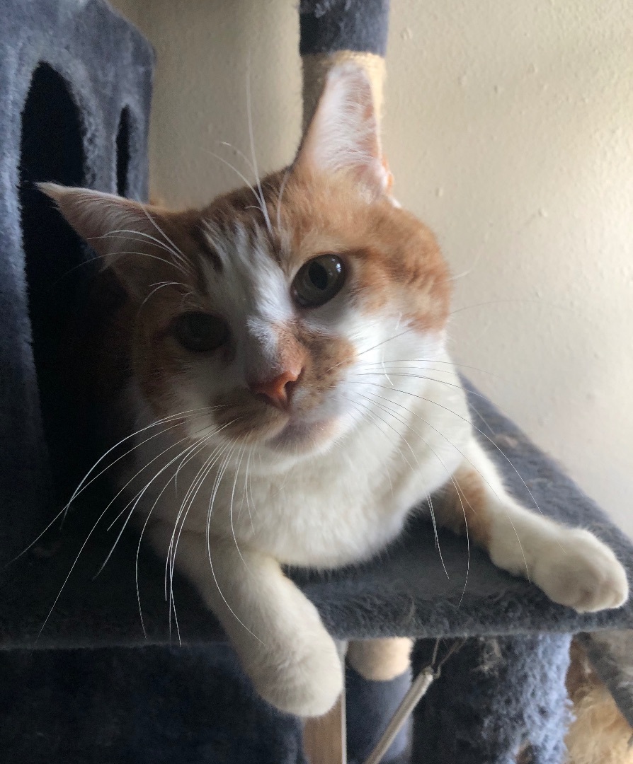 Tigger, a Adoptable Domestic Short Hair in Sherman Oaks, CA image 6/6