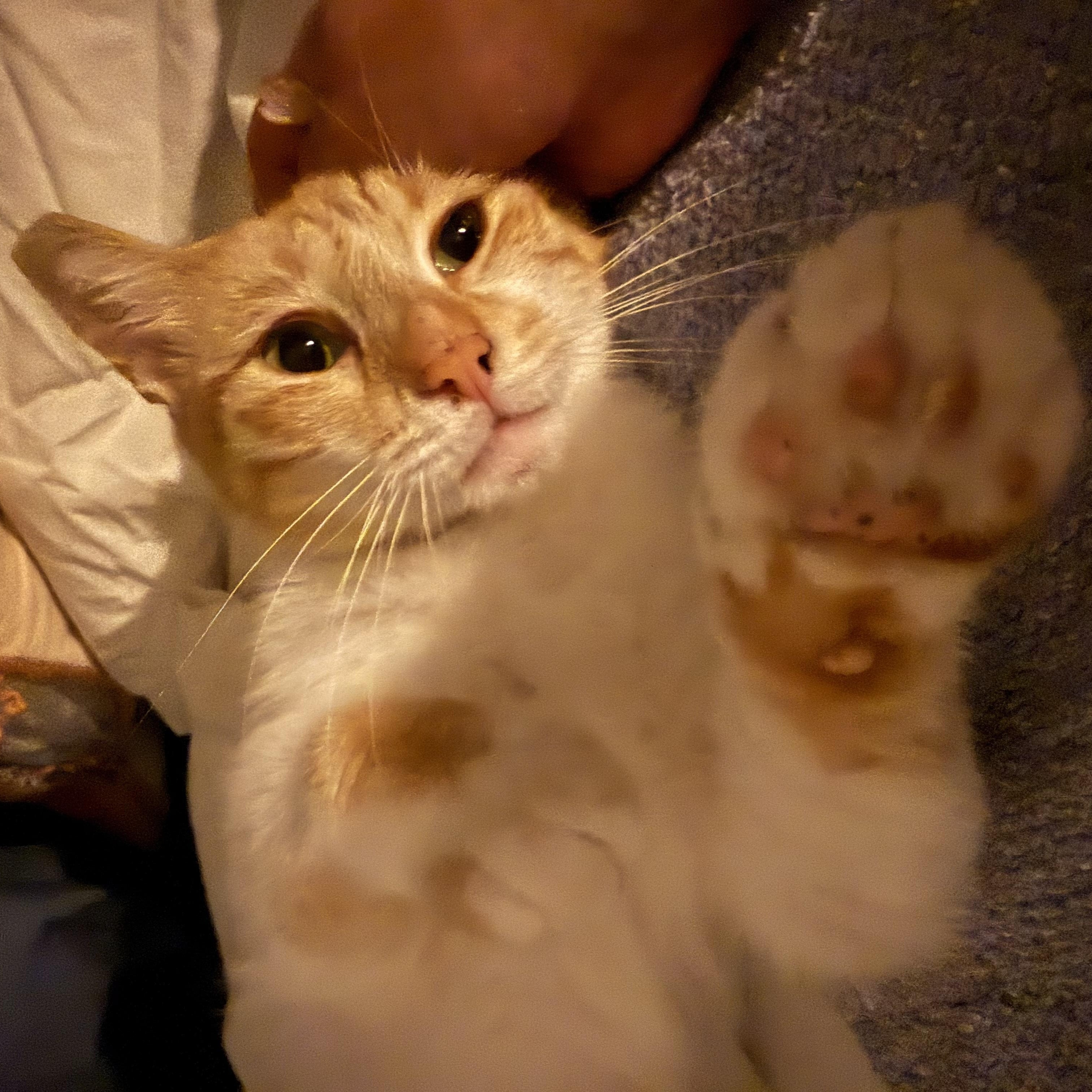 Crockett, an adopted Domestic Short Hair in Los Angeles, CA image 4/6