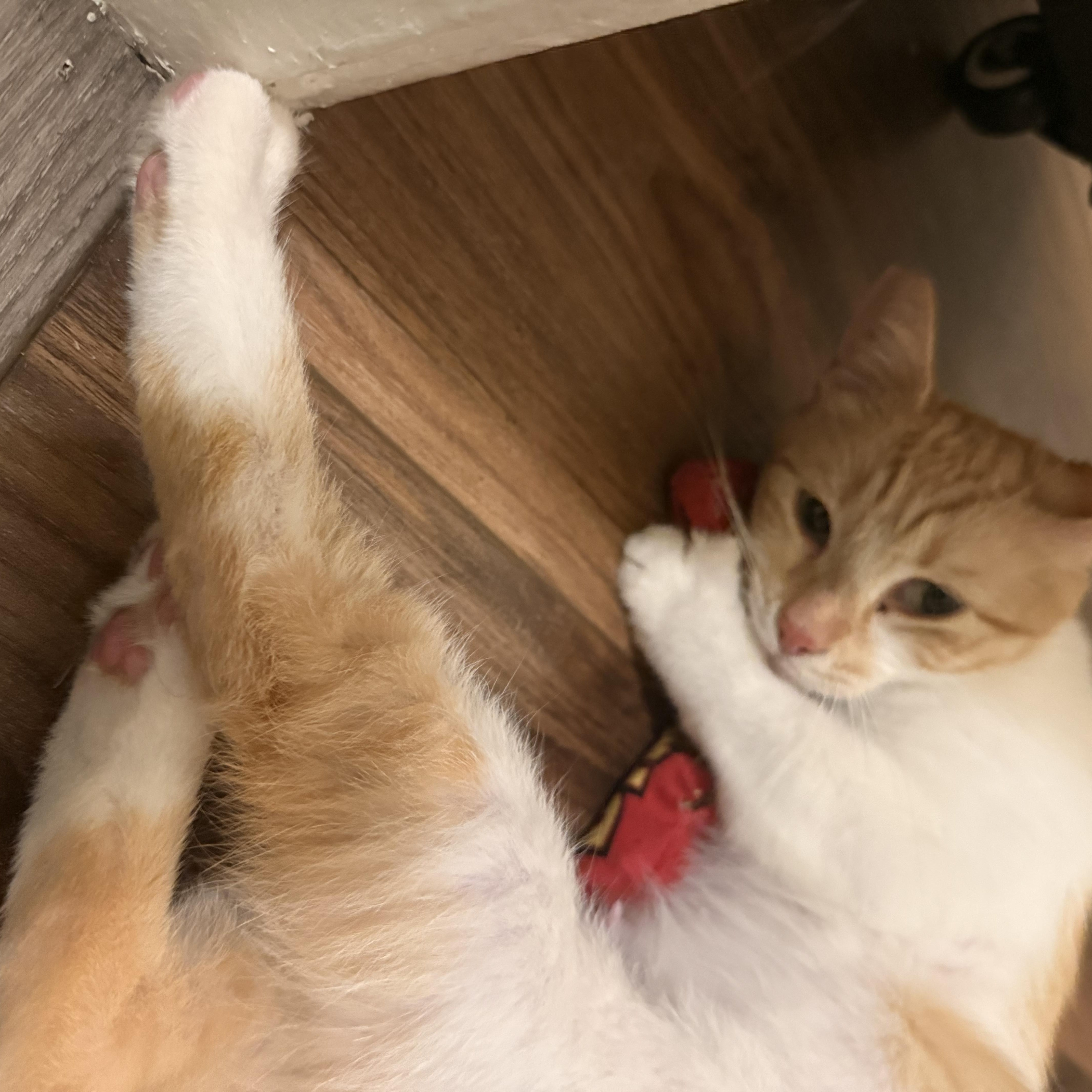Crockett, an adopted Domestic Short Hair in Los Angeles, CA image 3/6