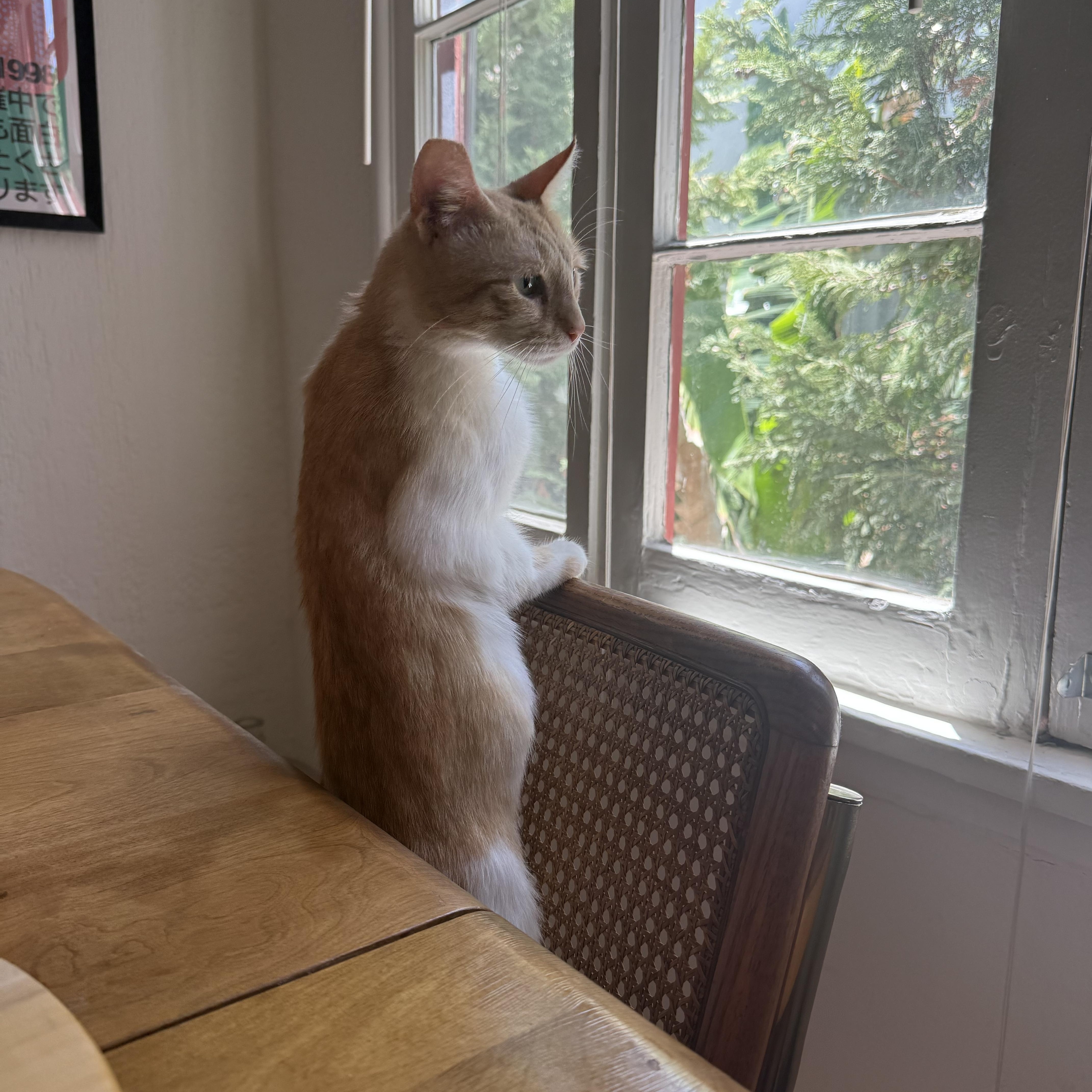 Crockett, adopted, Adult Female Domestic Short Hair.