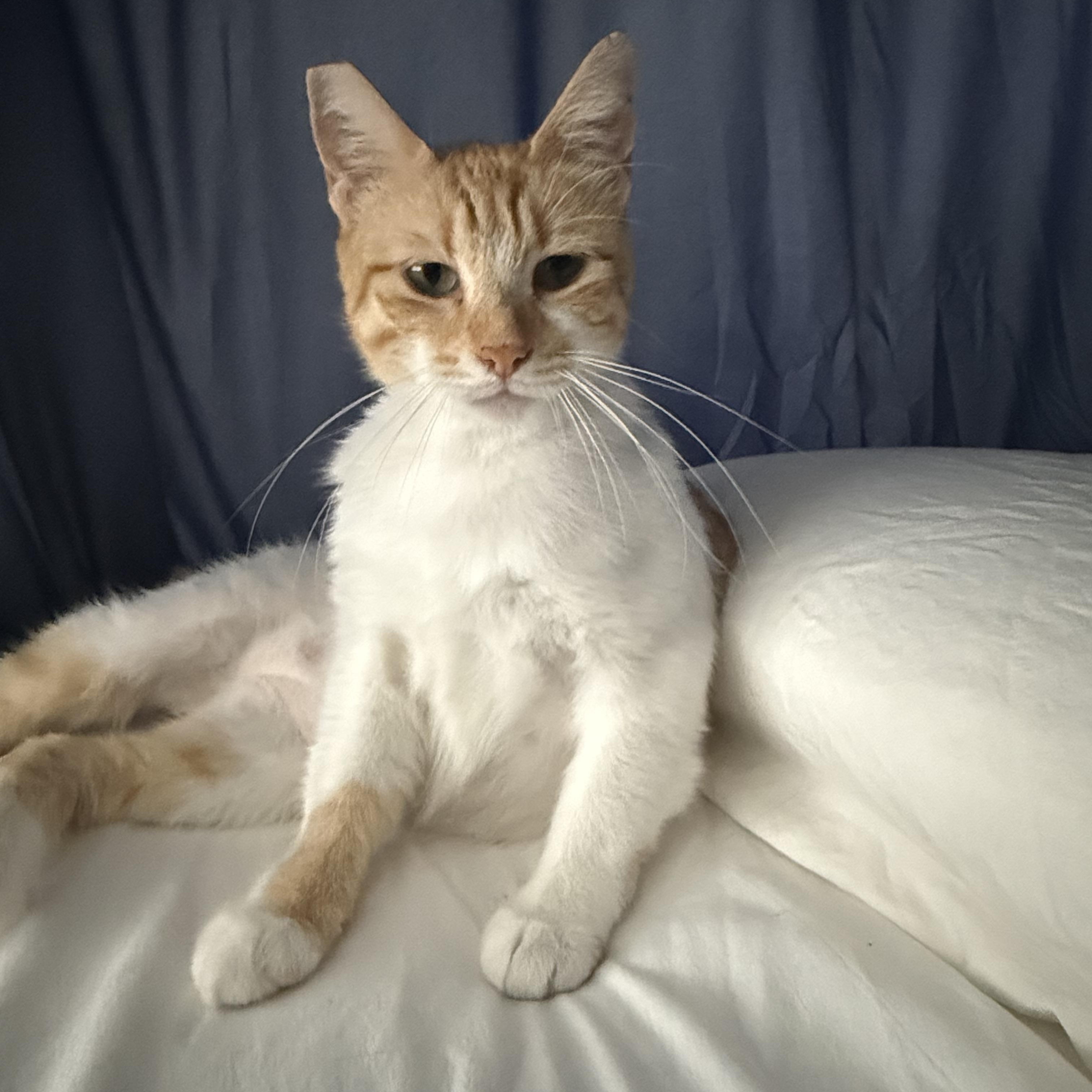 Crockett, an adopted Domestic Short Hair in Los Angeles, CA image 5/6