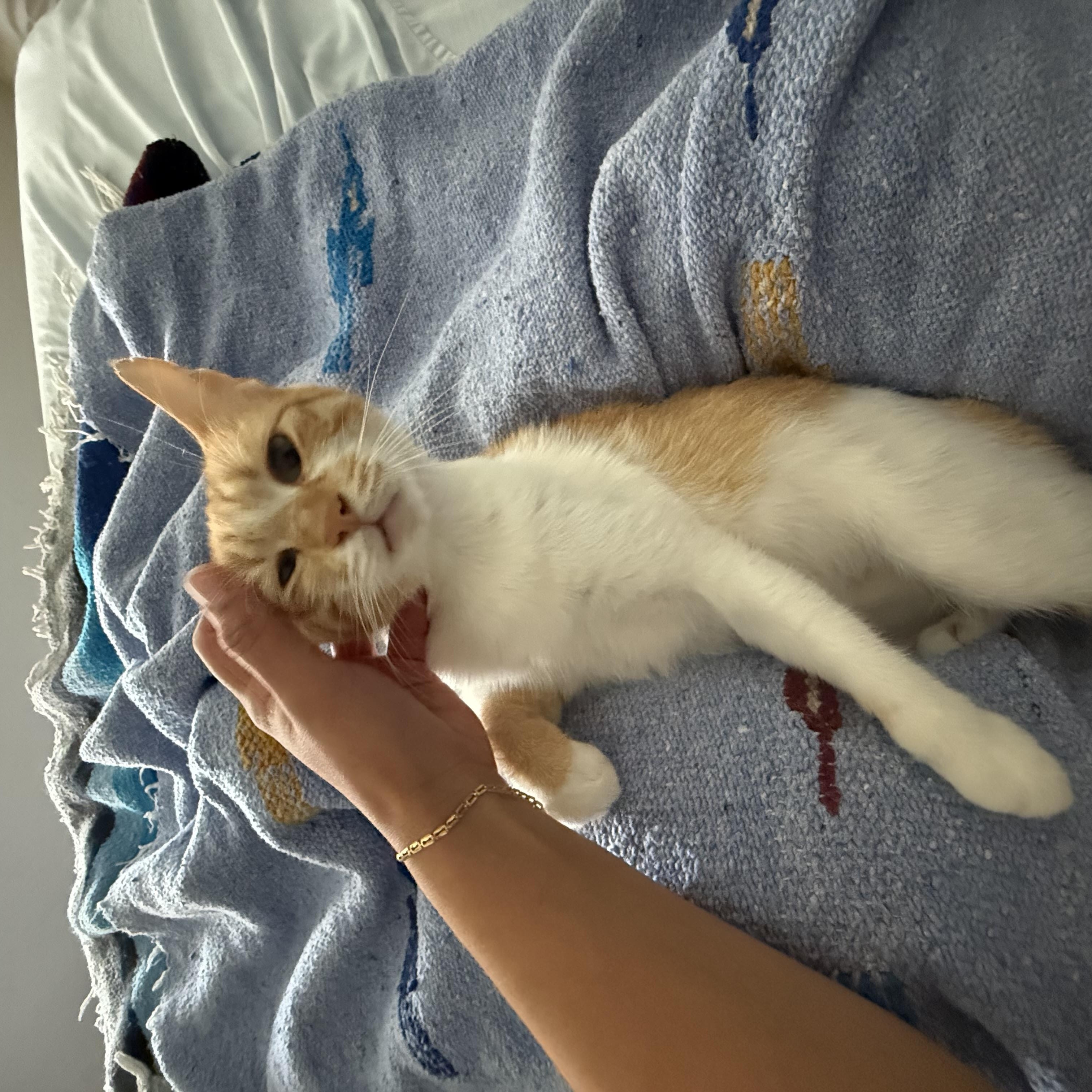 Crockett, an adopted Domestic Short Hair in Los Angeles, CA image 2/6