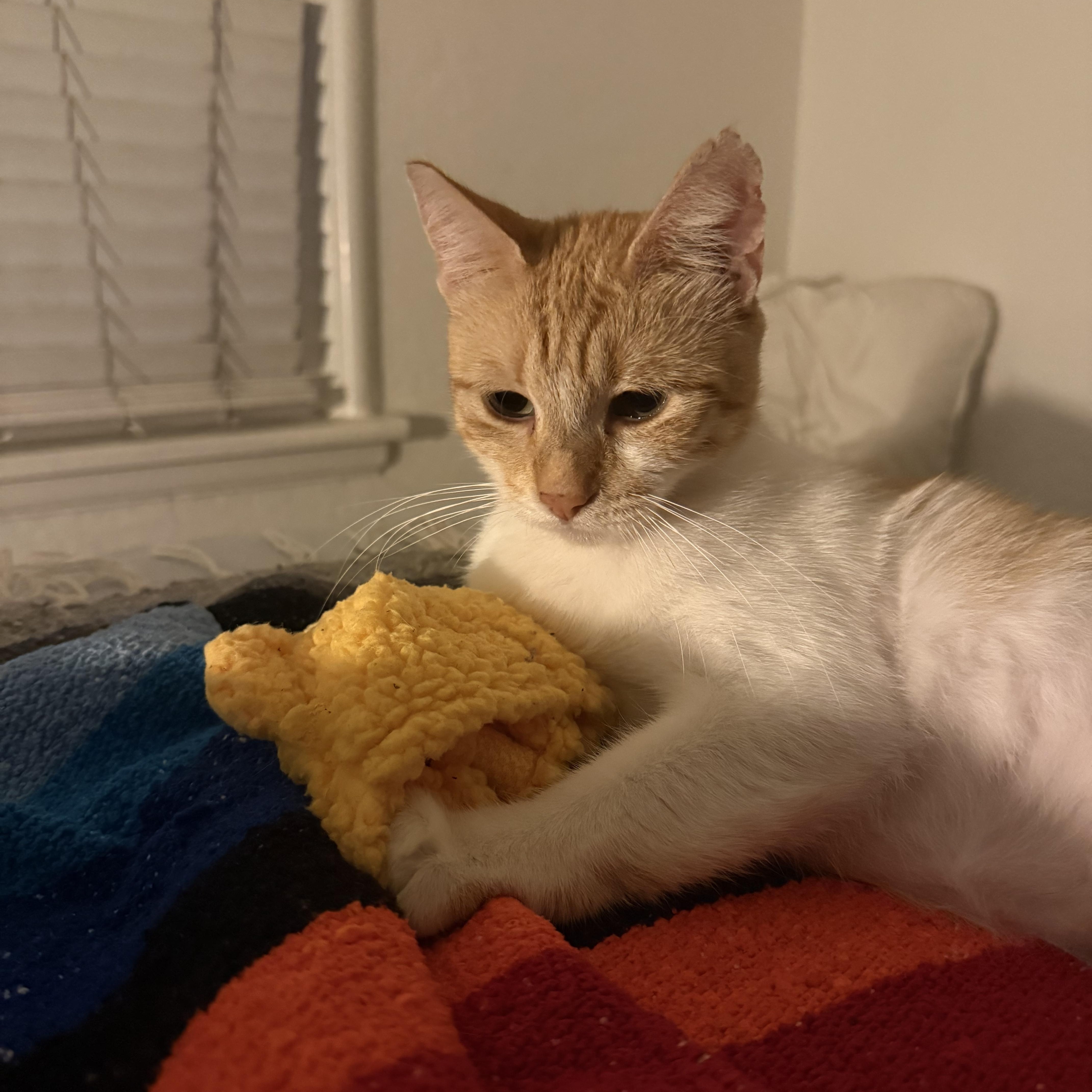 Crockett, an adopted Domestic Short Hair in Los Angeles, CA image 6/6