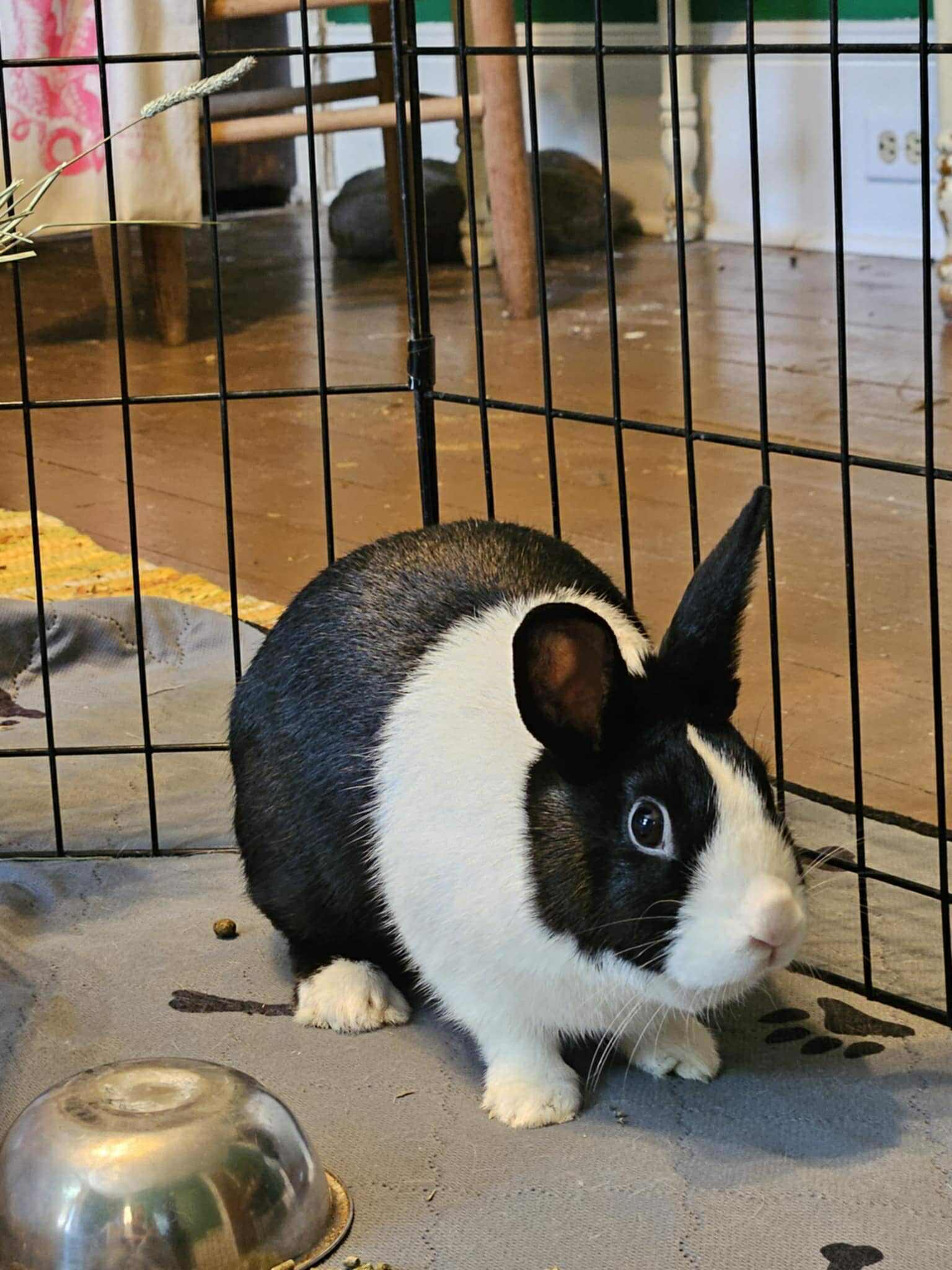 Enlarge Loretta Brown, a Adoptable Dutch in Indian Trail, NC image 1/3