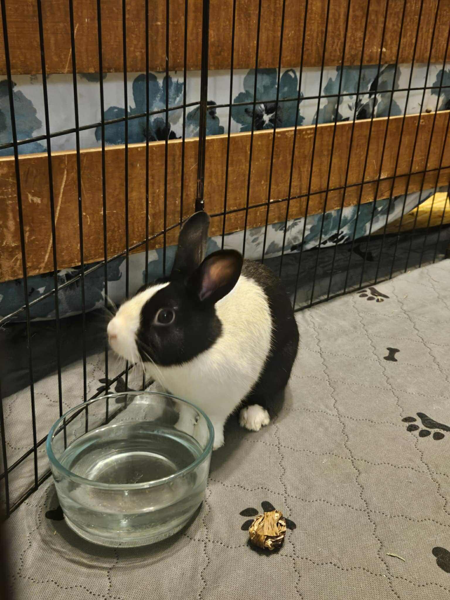 Enlarge Loretta Brown, a Adoptable Dutch in Indian Trail, NC image 2/3