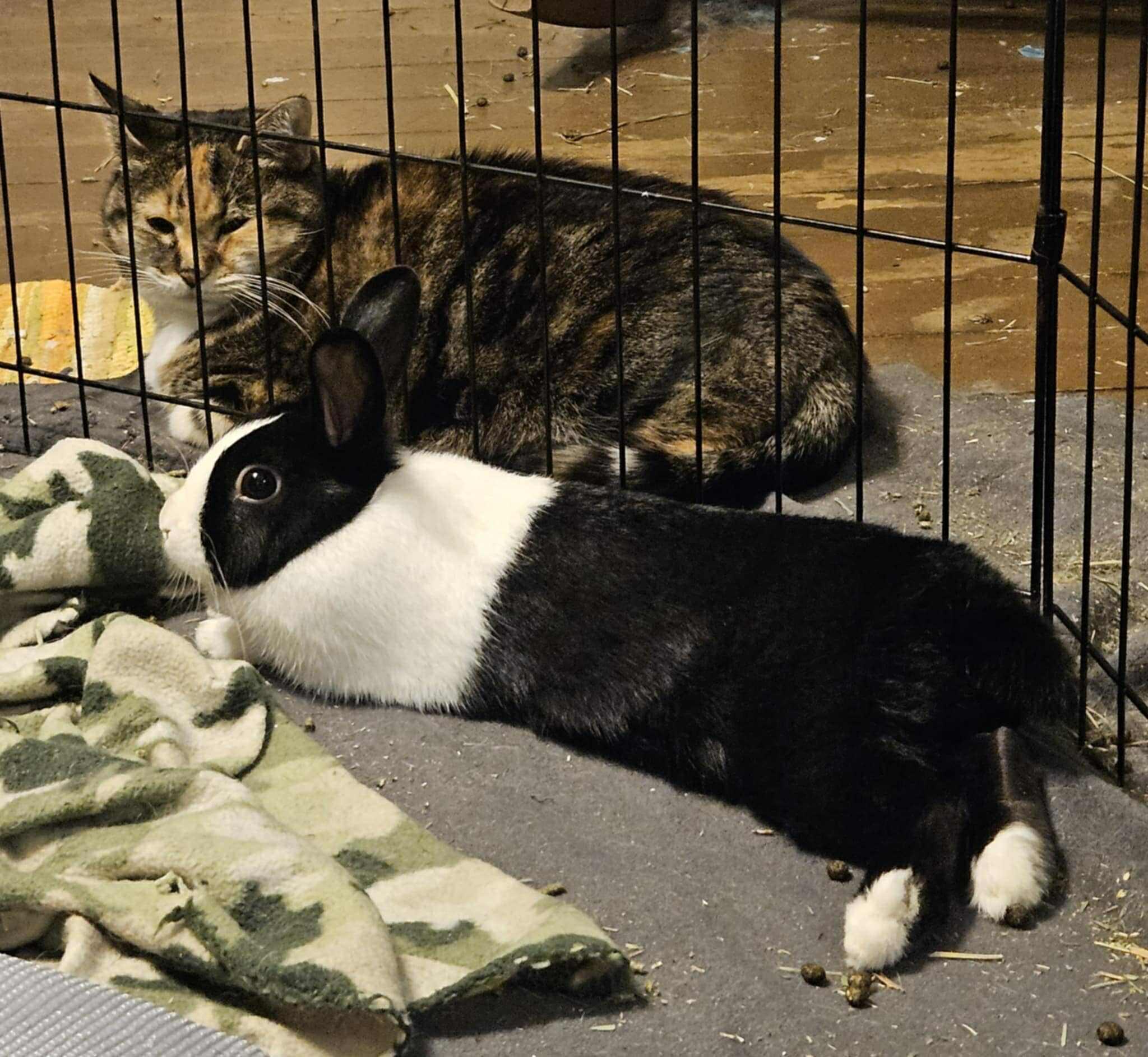 Enlarge Loretta Brown, a Adoptable Dutch in Indian Trail, NC image 3/3