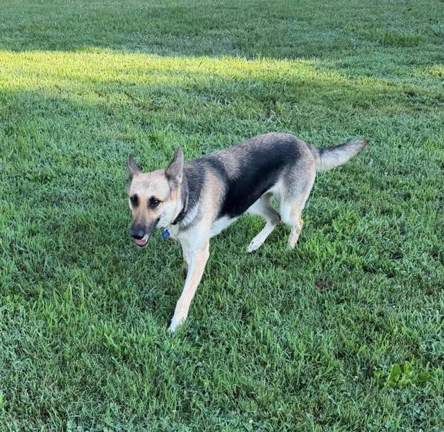 Enlarge Bailey, a Adoptable German Shepherd Dog in West Greenwich, RI image 2/5