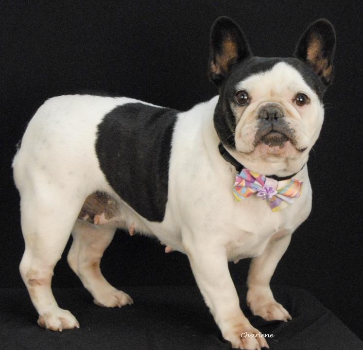 Drama, adopted, Adult Female French Bulldog.