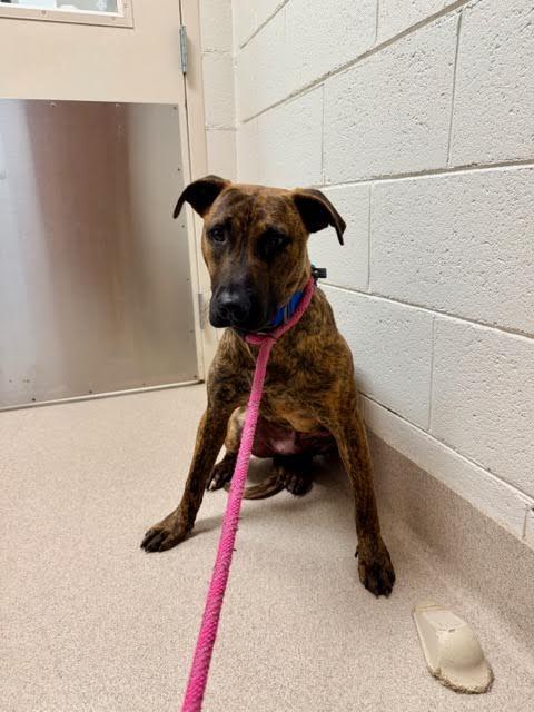 Emmett, Adoptable, Puppy Male Pit Bull Terrier.