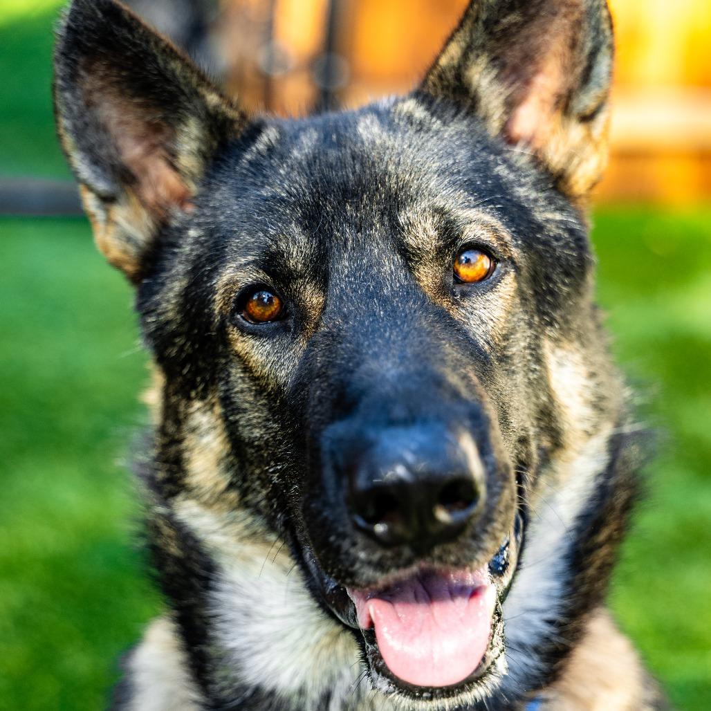 Thor, Adoptable, Adult Male German Shepherd Dog.