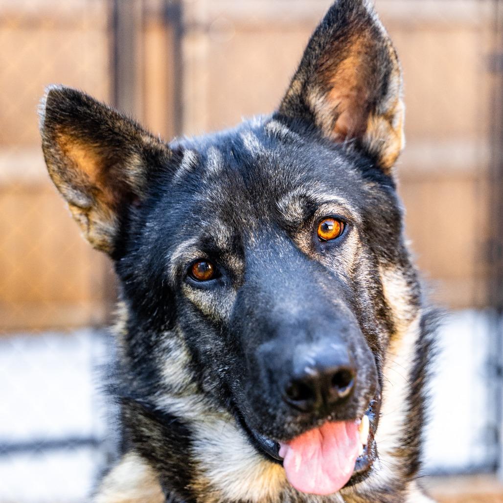 Enlarge Thor, a Adoptable mixed breed in Naperville, IL image 2/6