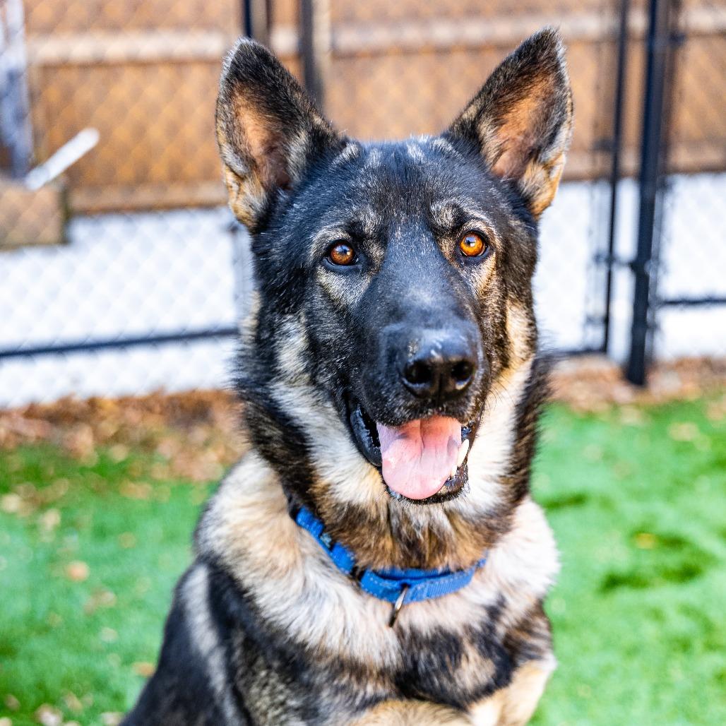 Enlarge Thor, a Adoptable mixed breed in Naperville, IL image 3/6
