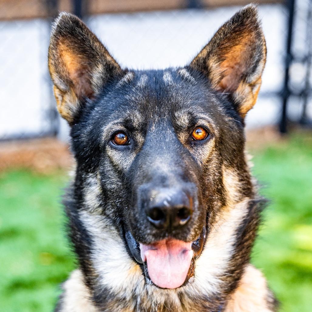 Enlarge Thor, a Adoptable mixed breed in Naperville, IL image 4/6