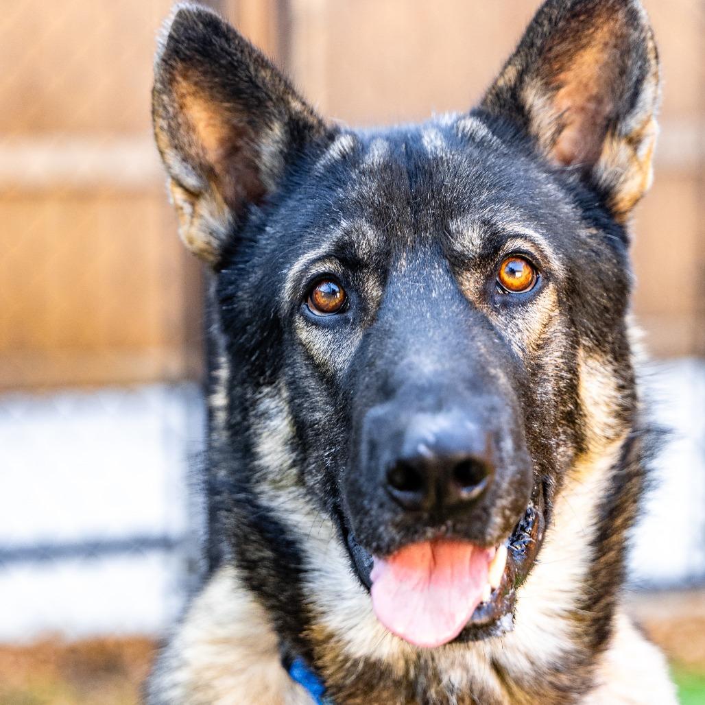 Enlarge Thor, a Adoptable mixed breed in Naperville, IL image 5/6