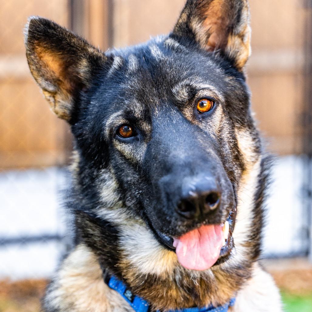 Enlarge Thor, a Adoptable mixed breed in Naperville, IL image 6/6