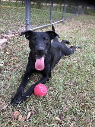 Sally, a Adoptable Mixed Breed in Covington, LA image 1/2