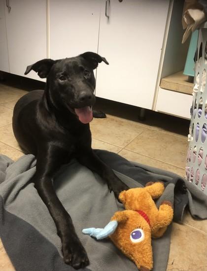 Enlarge Sally, a Adoptable Mixed Breed in Covington, LA image 2/3