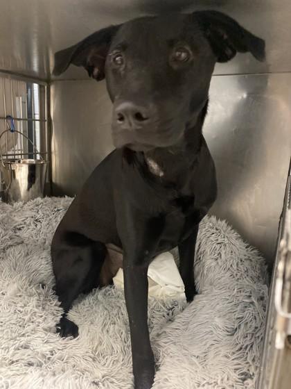 Sally, a Adoptable Mixed Breed in Covington, LA image 2/2