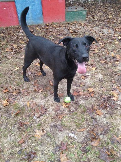 Enlarge Sally, a Adoptable Mixed Breed in Covington, LA image 3/3