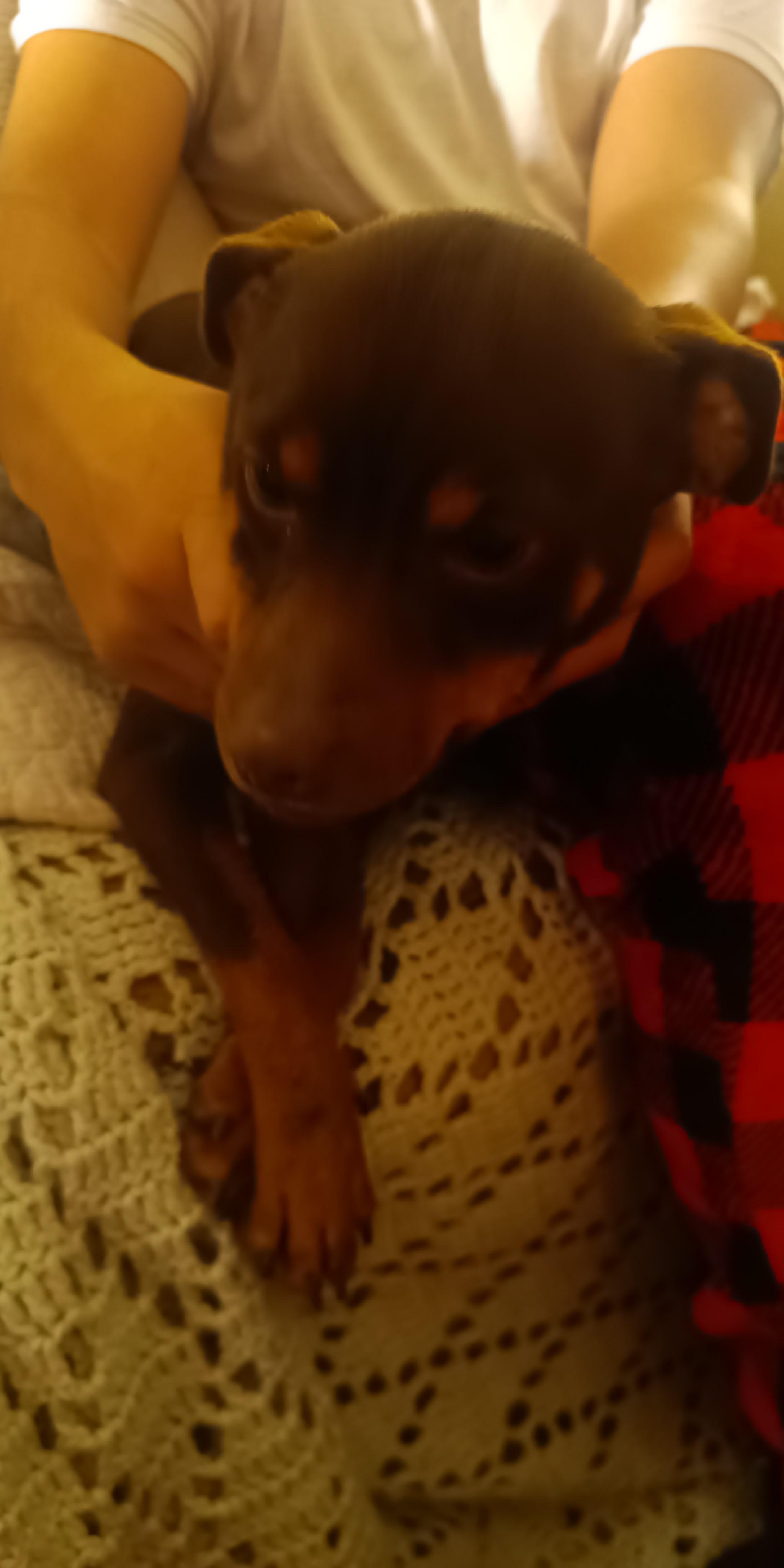 Mork, a Adoptable mixed breed in Collierville, TN image 3/5