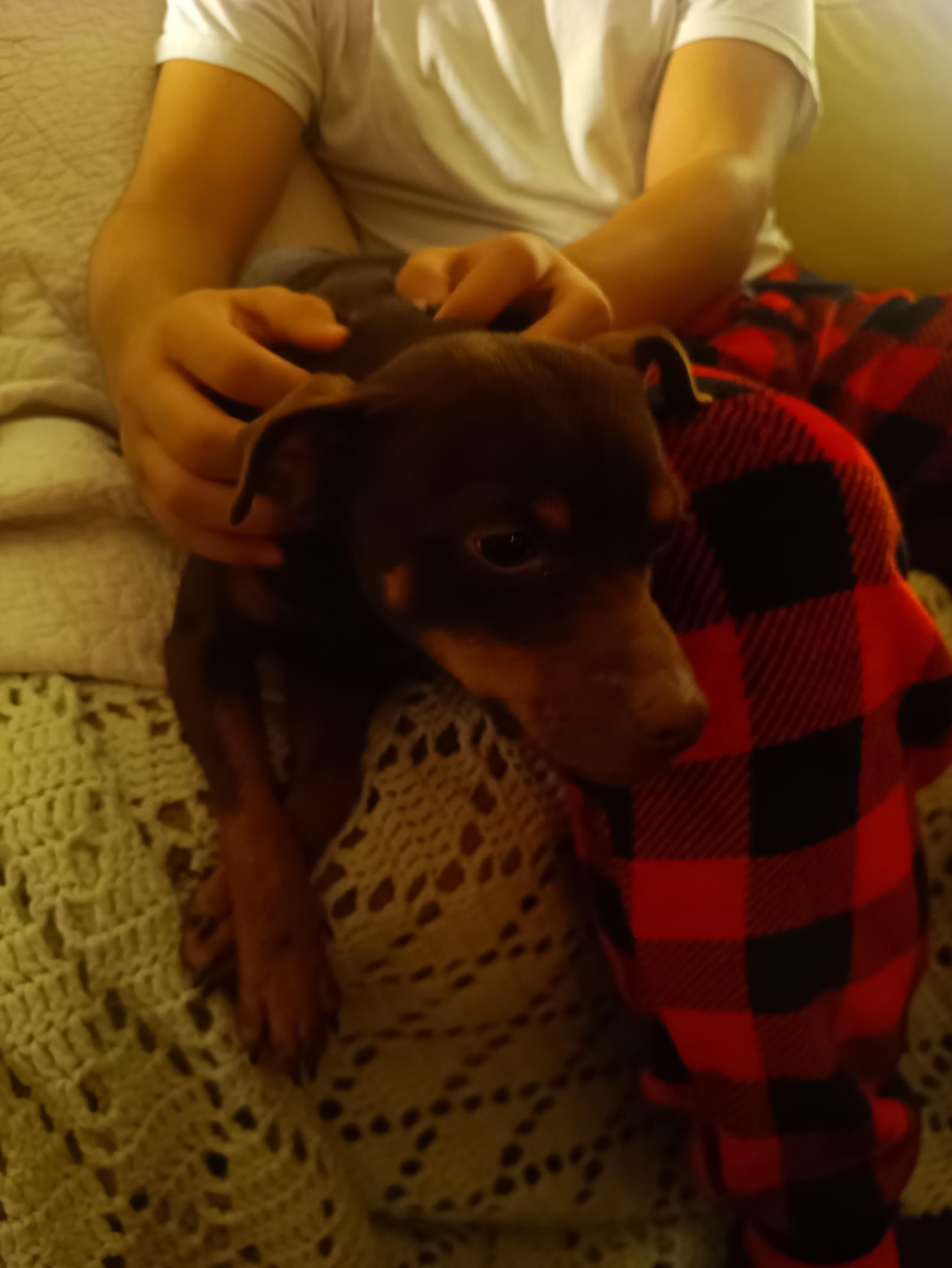 Mork, a Adoptable mixed breed in Collierville, TN image 2/5