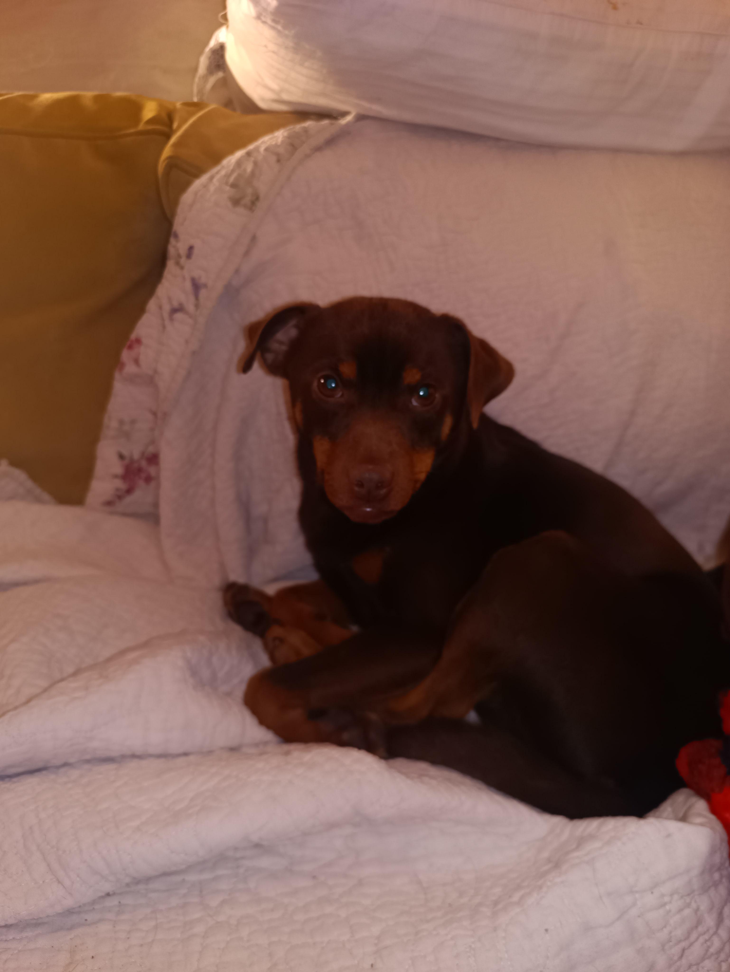 Mork, Adoptable, Young Male Miniature Pinscher.