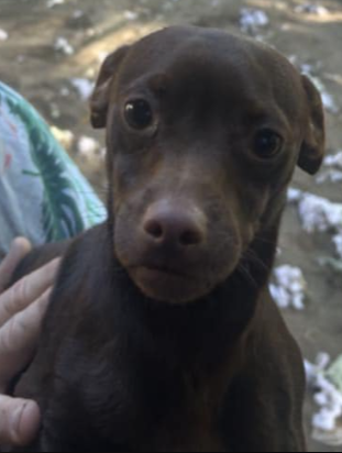 Mork, a Adoptable mixed breed in Collierville, TN image 5/5