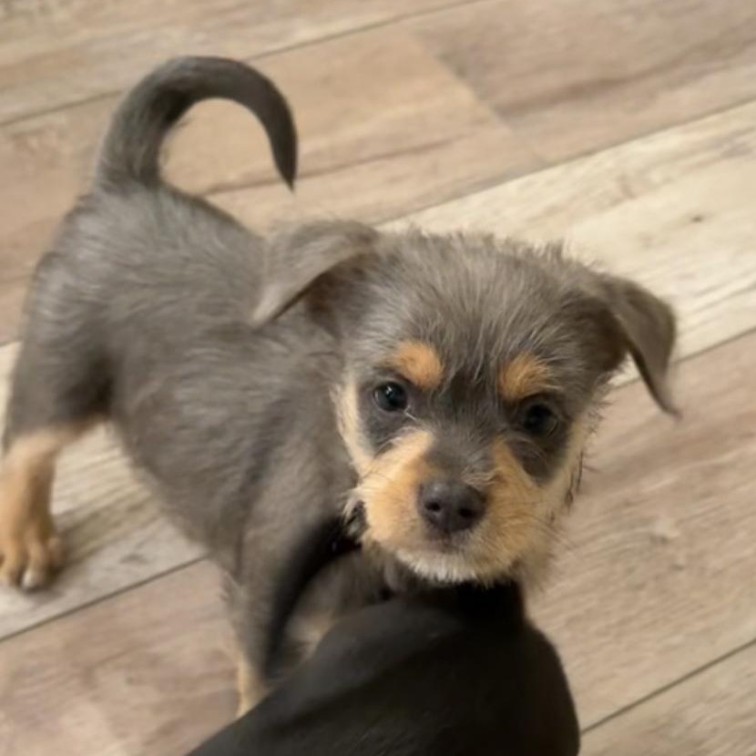 Enlarge Leaf, an adopted mixed breed in Penryn, CA image 1/1