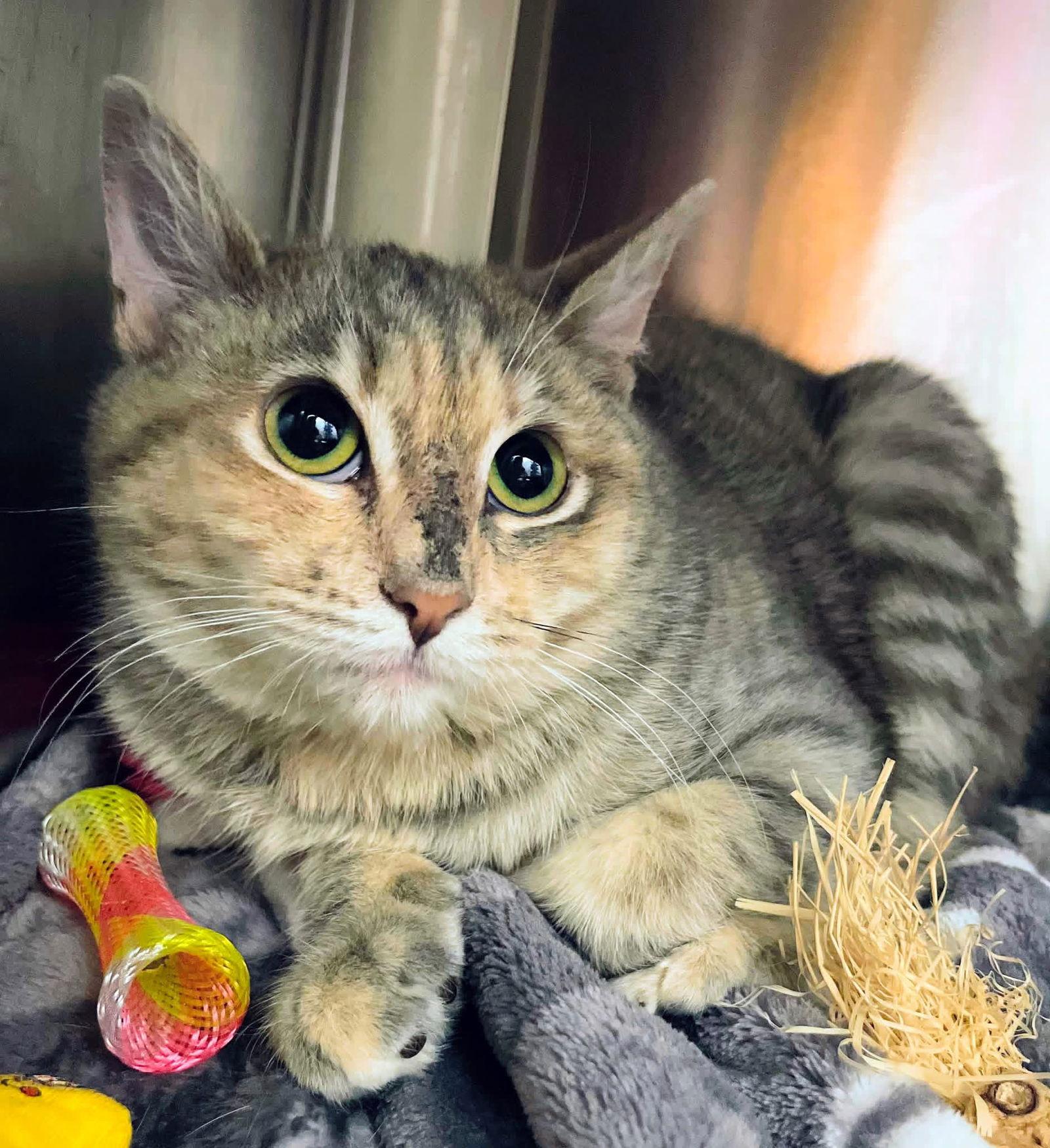 BLUSH, Adoptable, Young Female Domestic Short Hair.