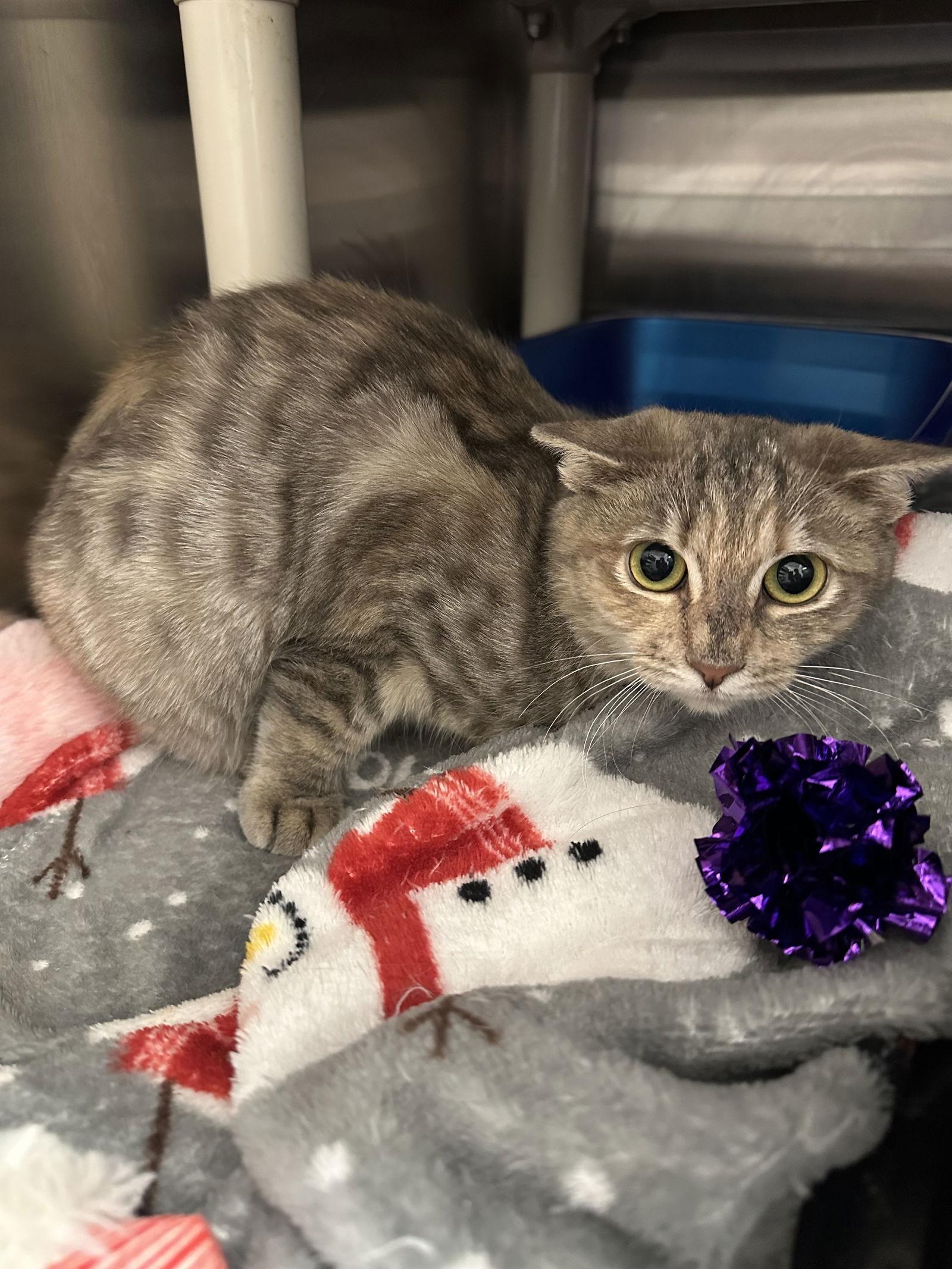 BLUSH, a Adoptable Domestic Short Hair in Holbrook, NY image 2/2