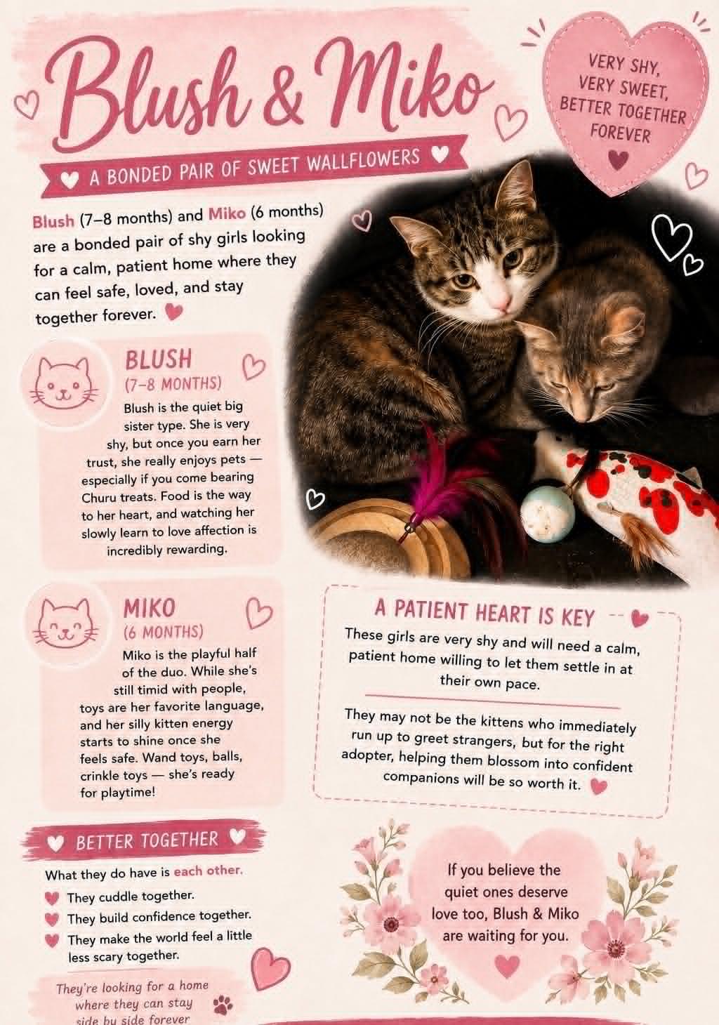 Enlarge BLUSH, a Adoptable Domestic Short Hair in Holbrook, NY image 3/3