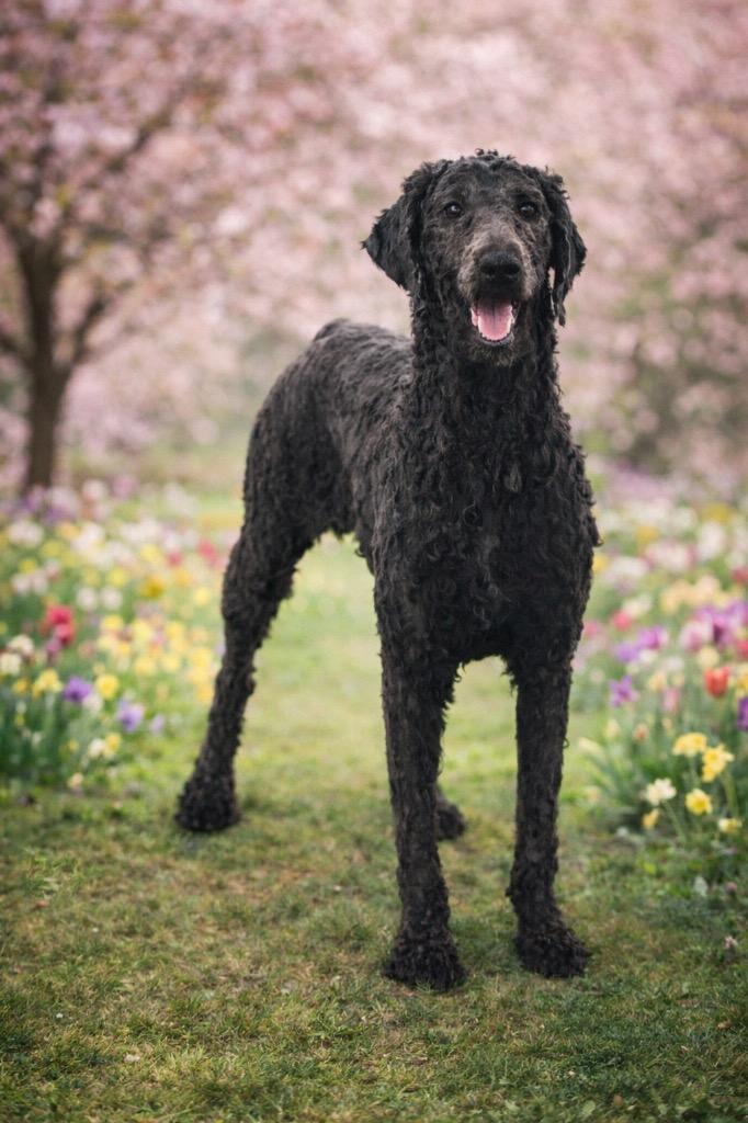 Enlarge Murphy, a Adoptable Poodle in Cobden, IL image 1/1