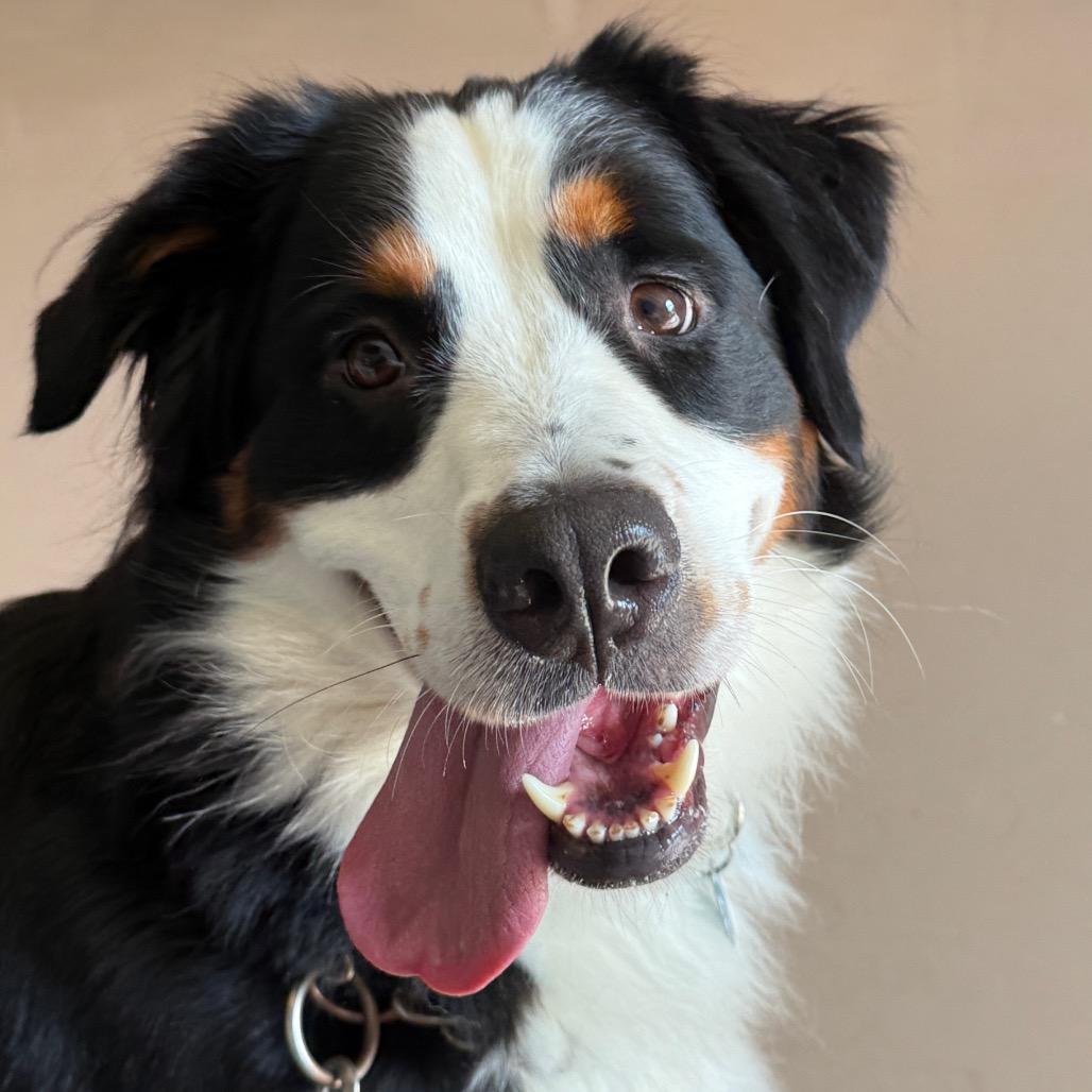 Delilah, Adoptable, Adult Female Bernese Mountain Dog.