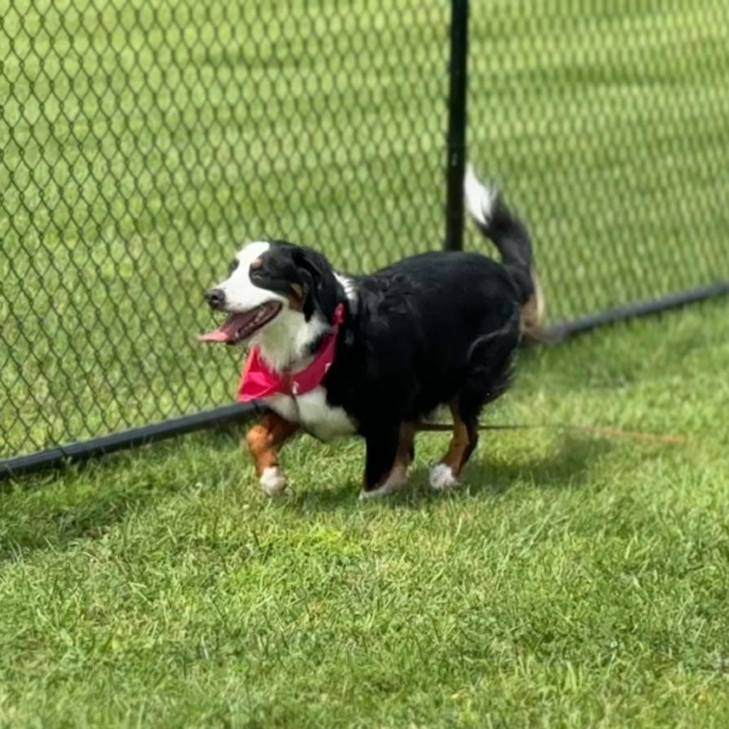 Enlarge Delilah, a Adoptable Bernese Mountain Dog in Perkiomenville, PA image 2/6