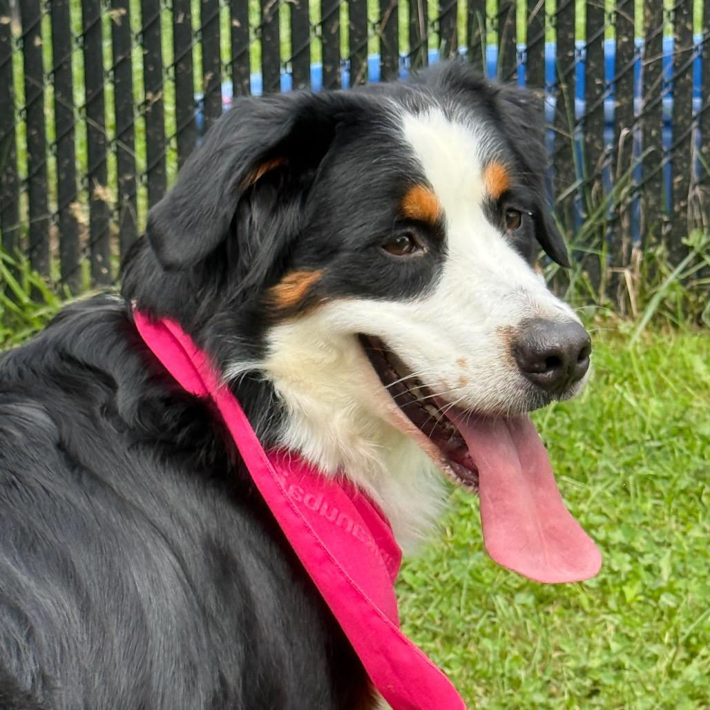 Enlarge Delilah, a Adoptable Bernese Mountain Dog in Perkiomenville, PA image 3/6