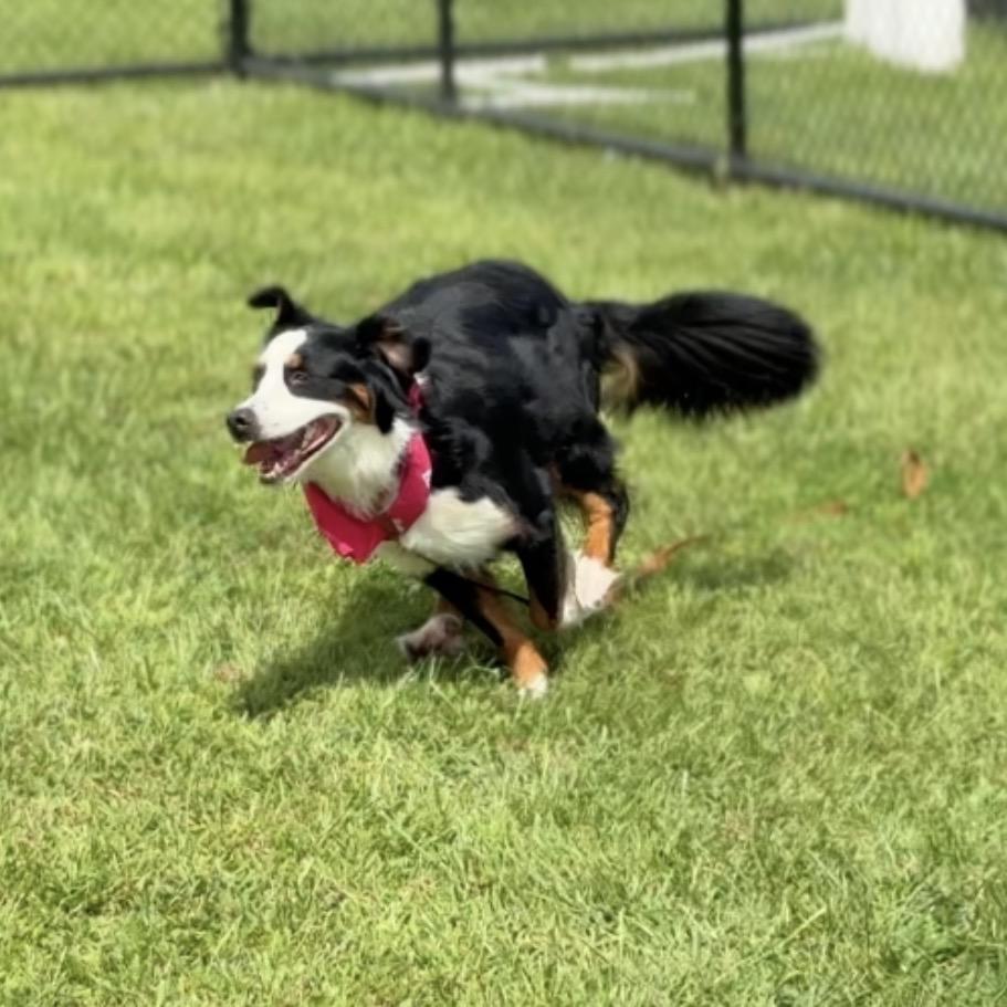 Enlarge Delilah, a Adoptable Bernese Mountain Dog in Perkiomenville, PA image 4/6