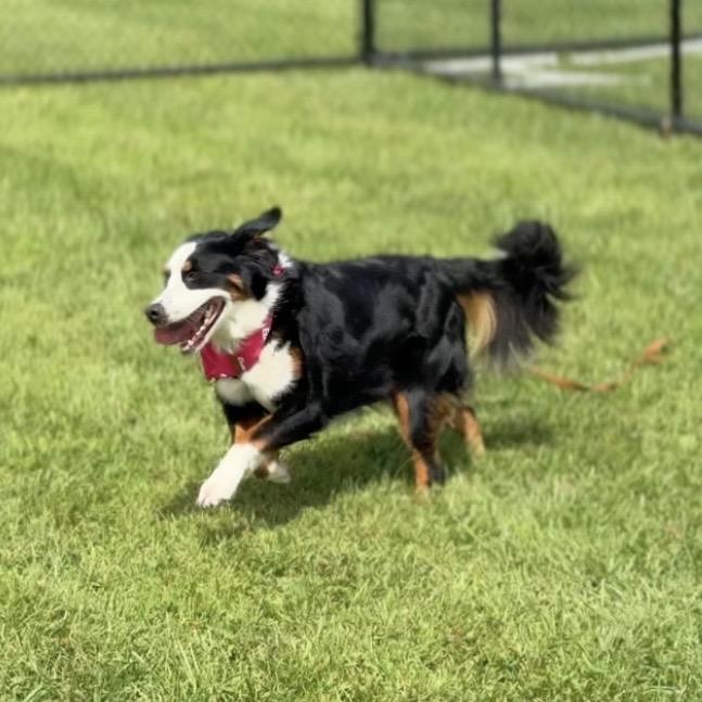 Enlarge Delilah, a Adoptable Bernese Mountain Dog in Perkiomenville, PA image 5/6